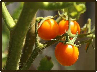 tomato plant