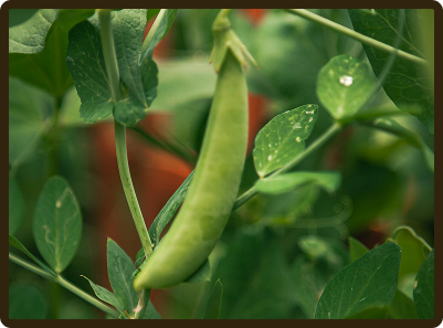 sugar snap pea plant