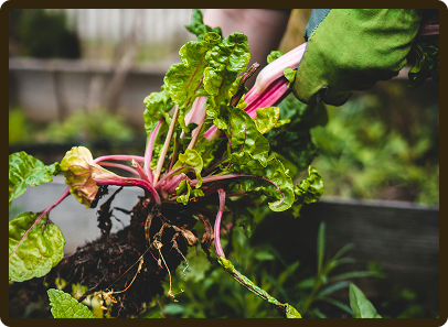 swiss chard pulled from garden