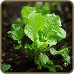 lettuce plant