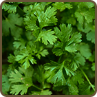 cilantro plant