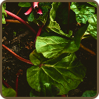 swiss chard plant