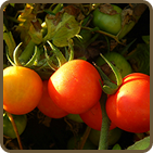 sungold tomato plant